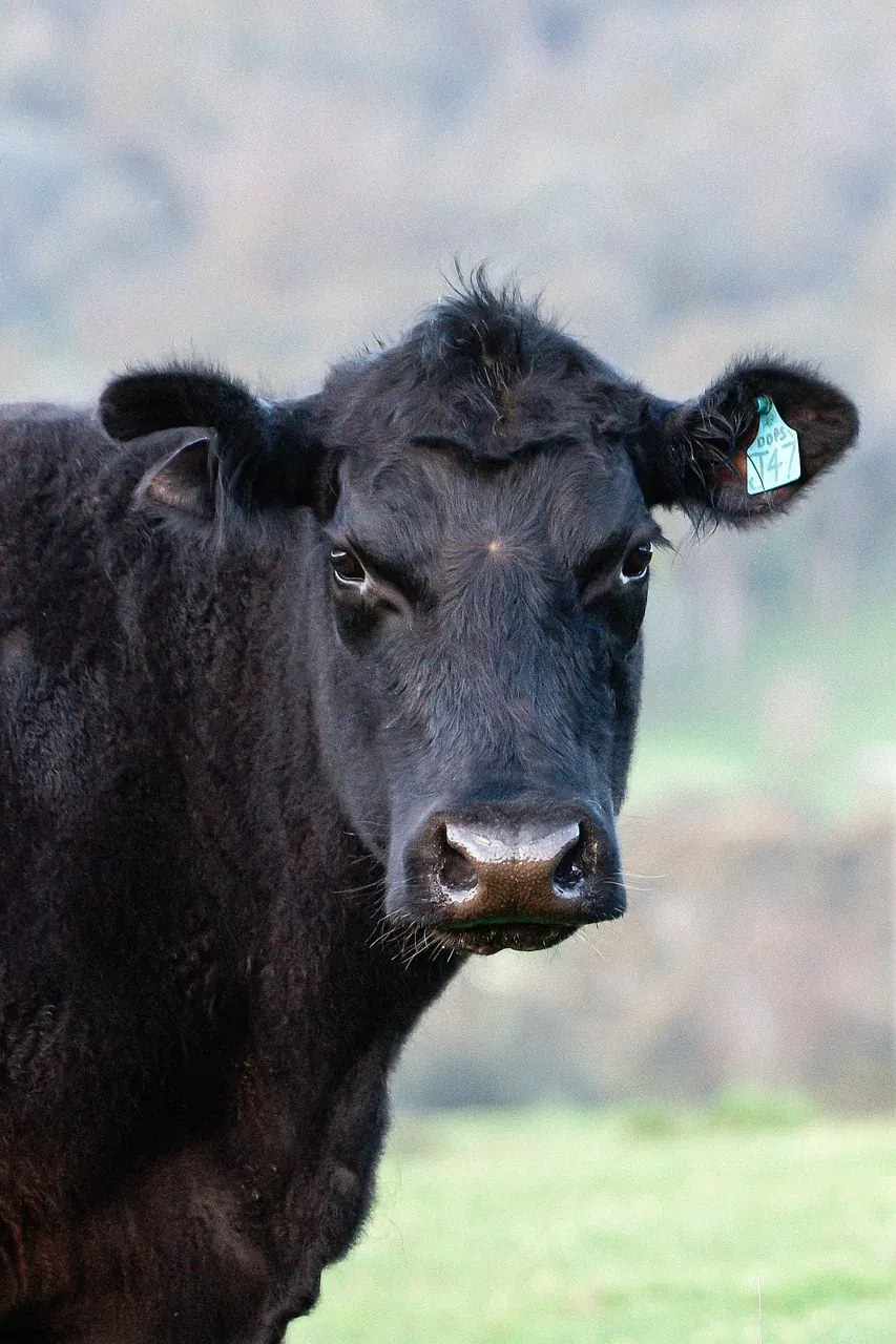 A black cow with an ear tag looking at the camera