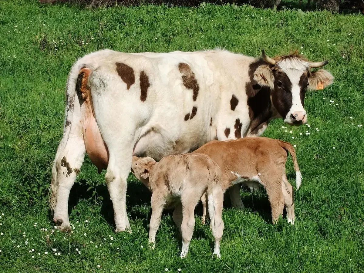 A Friesian cow standing in green grass with her calf