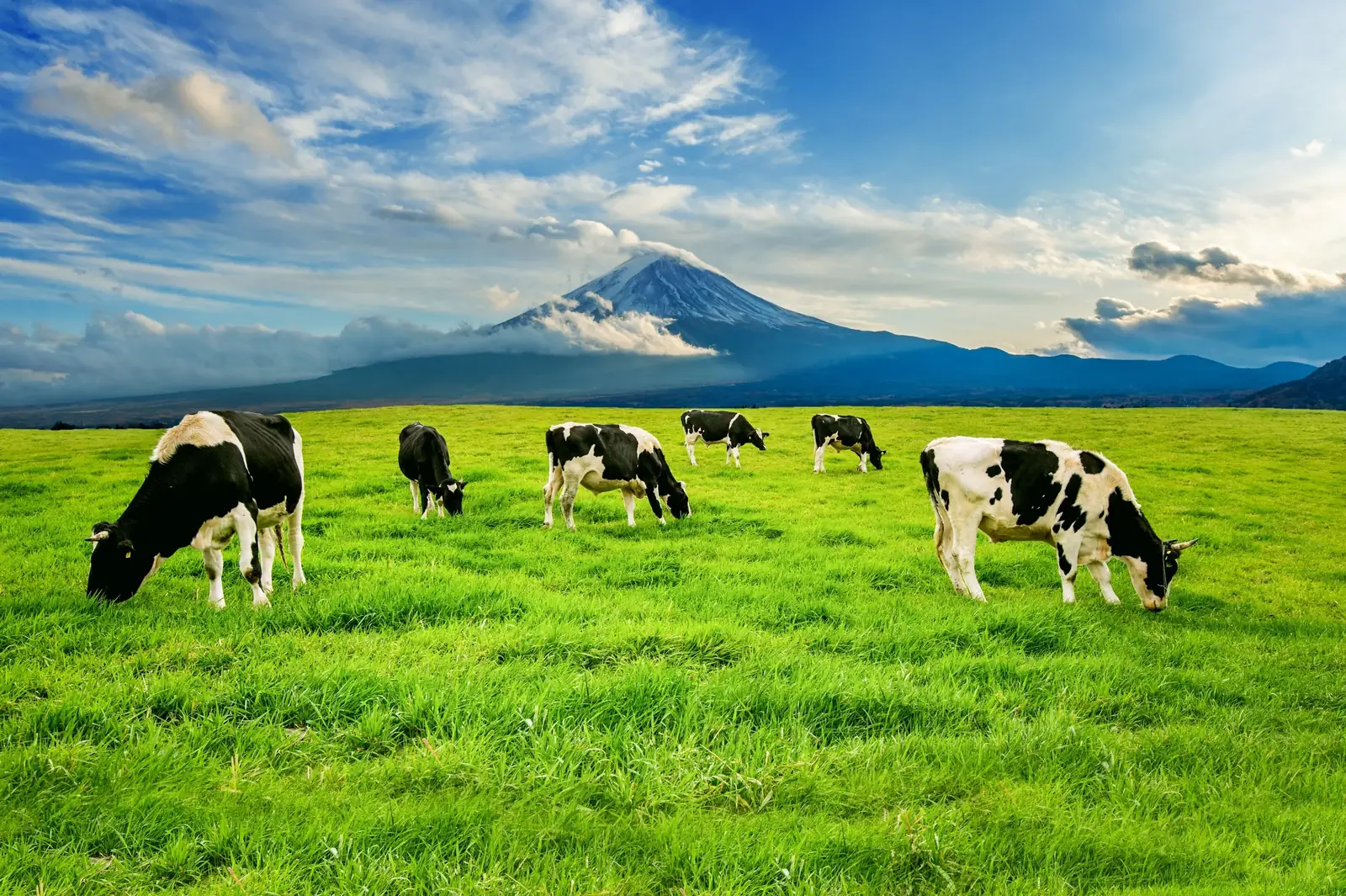 Friesian cows grazing on open pasture below a mountain