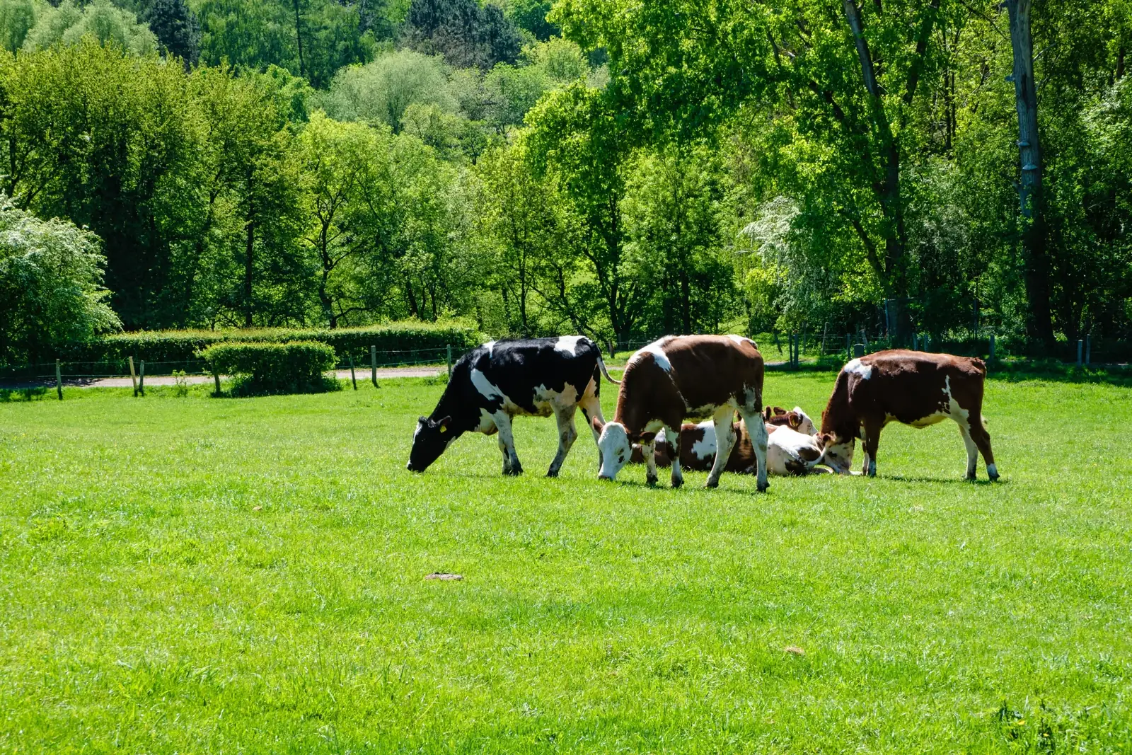 A herd of black-and-white and brown cows grazing on a sunny pasture