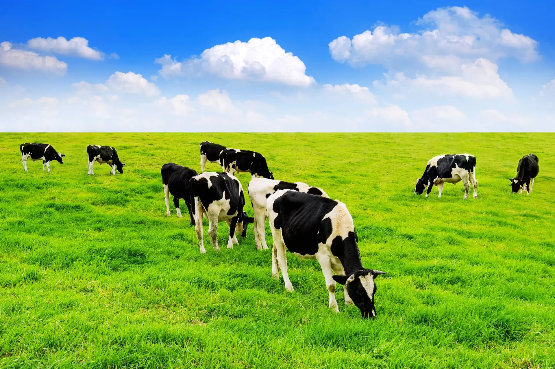 Friesian dairy cows grazing on a green pasture under a blue sky